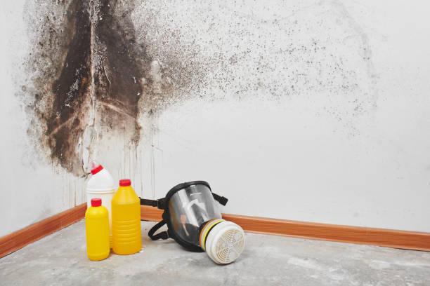 Best Mold Removal Near Me  in Daly City, CA