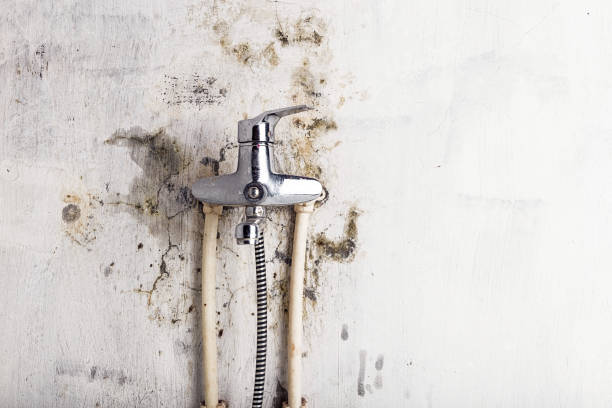 Professional Mold Removal in Daly City, CA