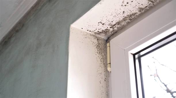 Best Office Mold Removal Services  in Daly City, CA