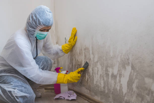 Best Commercial Mold Removal  in Daly City, CA