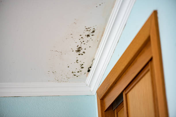 Best Mold Testing  in Daly City, CA