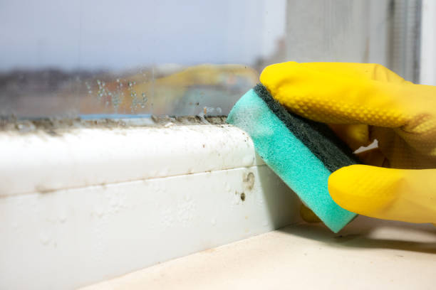 Best Mold Testing  in Daly City, CA