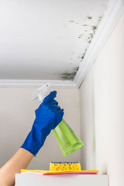 Best Black Mold Removal  in Daly City, CA