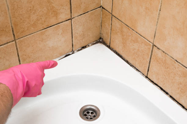 Best Attic Mold Removal  in Daly City, CA